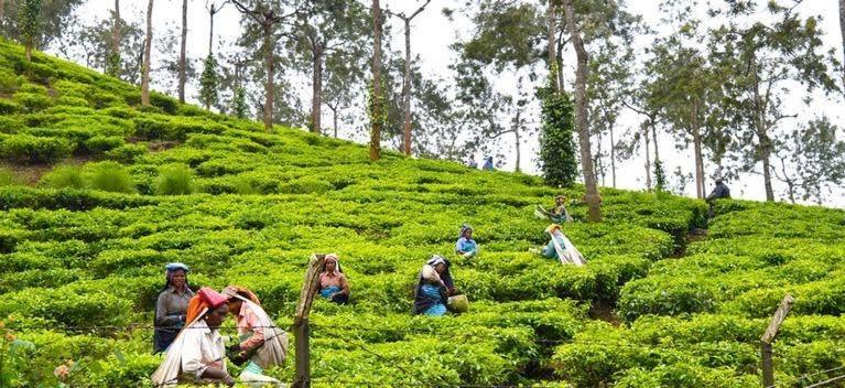 Cassells Jungle Resorts Thekkady Vandiperiyar Ngoại thất bức ảnh
