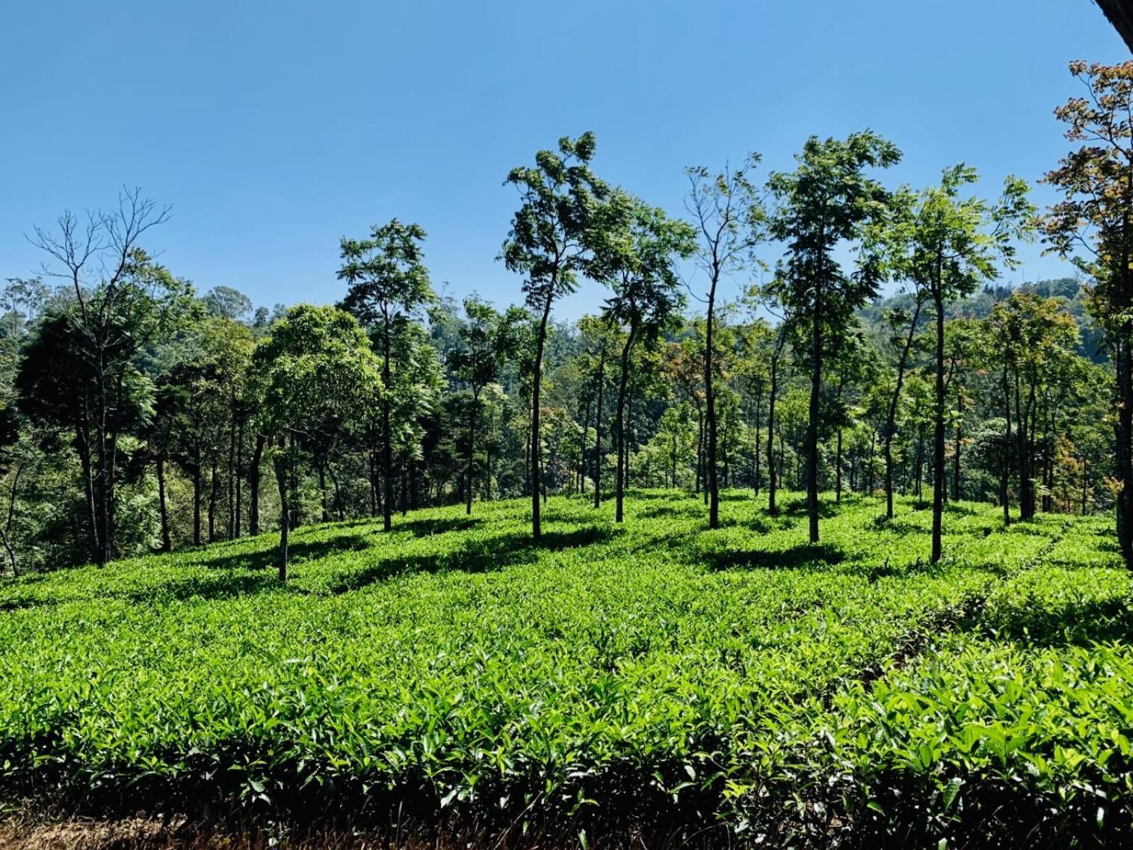 Cassells Jungle Resorts Thekkady Vandiperiyar Ngoại thất bức ảnh