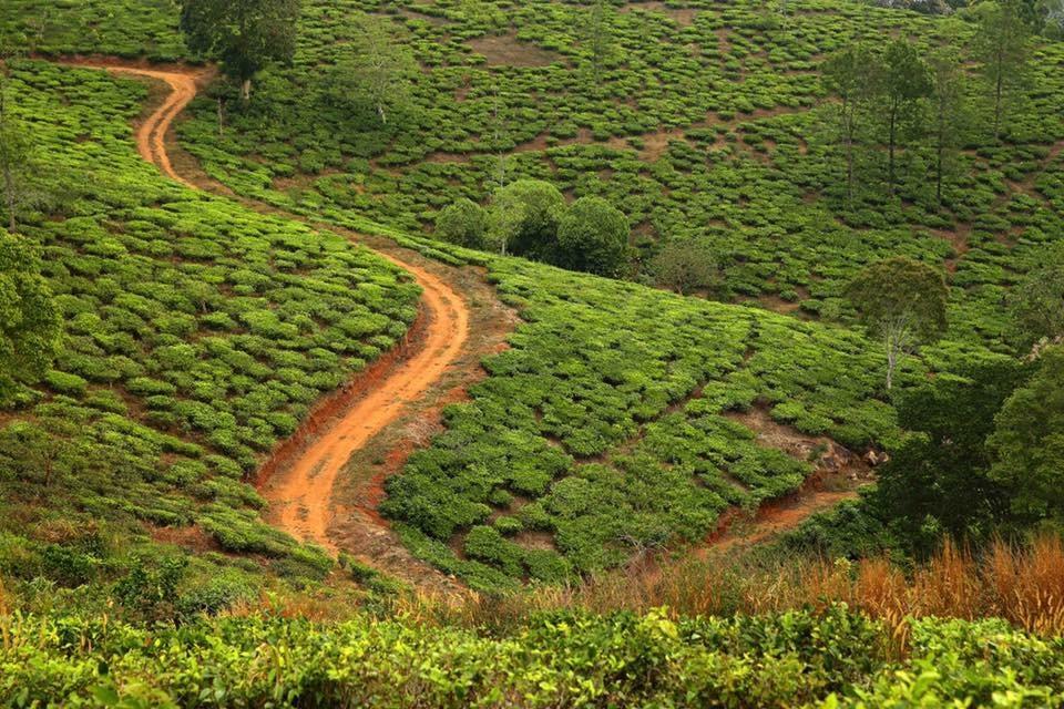 Cassells Jungle Resorts Thekkady Vandiperiyar Ngoại thất bức ảnh